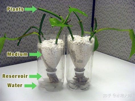 水培|水培新手必读：从零开始的水培种植指南